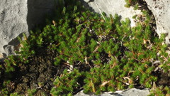 Selaginella wrightii