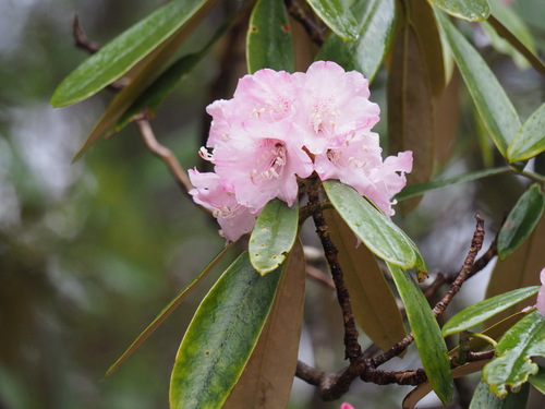 Rhododendron japonoheptamerum iNat (2)