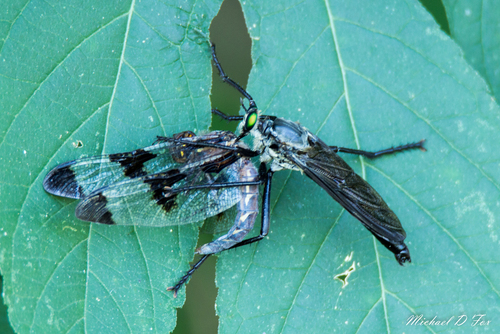 Photo of Giant Prairie Robber Fly (Microstylum morosum)