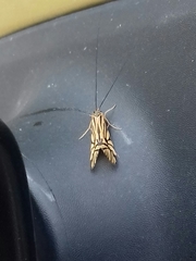 Macrostemum radiatum