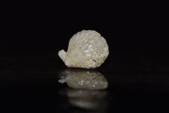 Pascahinnites coruscans