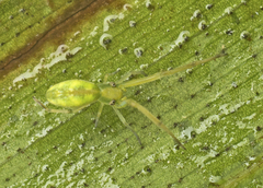 Miagrammopes flavus