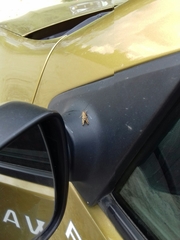 Macrostemum radiatum