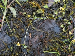 Ranunculus hyperboreus