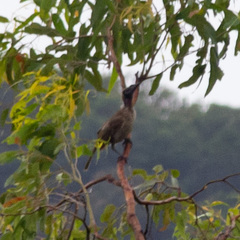Philemon buceroides