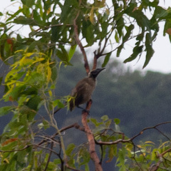 Philemon buceroides