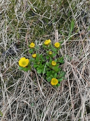 Ranunculus nivalis