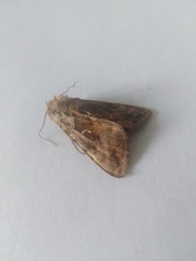 Autographa jota