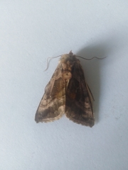 Autographa jota