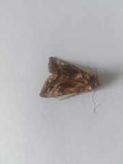 Autographa jota