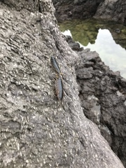Ligia exotica