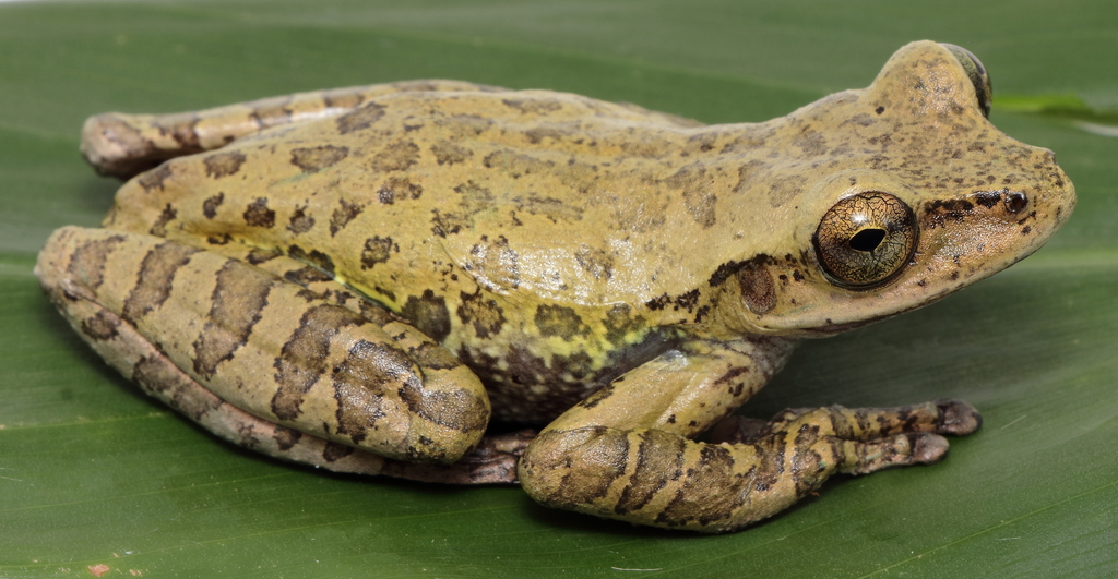 Porthole Treefrog