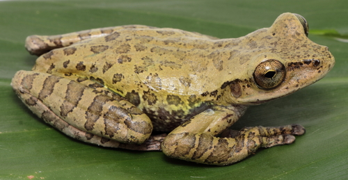 Porthole tree frog