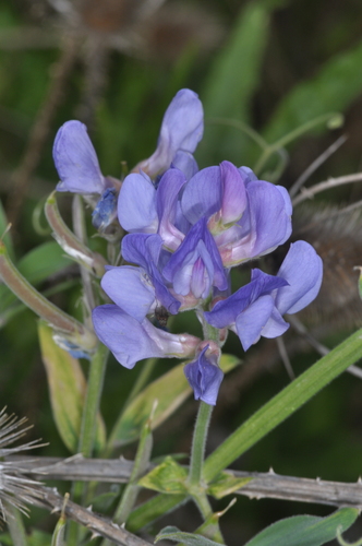 Image of Lathyrus pubescens by (c) aacocucci, some rights reserved (CC BY)