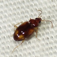Elaphropus
