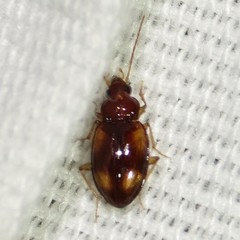 Elaphropus