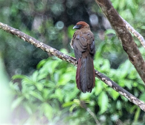Ortalis motmot