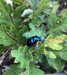 Chrysochus chinensis