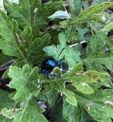 Chrysochus chinensis