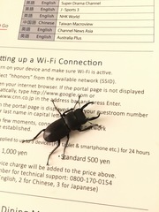 Dorcus rectus rectus