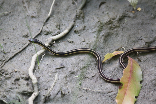 Photo of a Eastern Ribbonsnake (Thamnophis saurita)