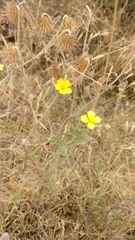 Asteroideae