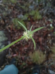 Spermacoce brachystema