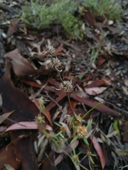 Spermacoce brachystema