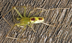 Tetragnatha rubriventris