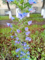 Echium vulgare