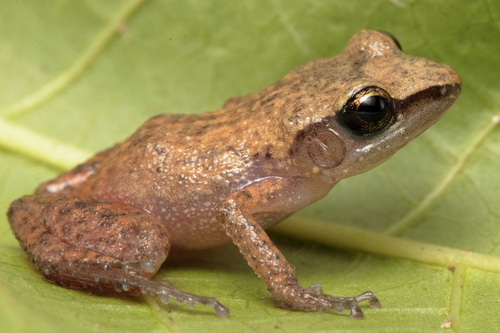 Eleutherodactylus coelum