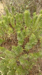 Daphne gnidium