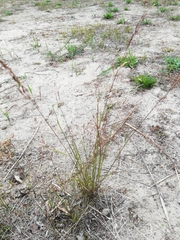 Agrostis vinealis
