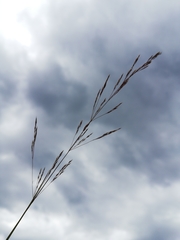Agrostis vinealis