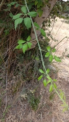 Rubus ulmifolius