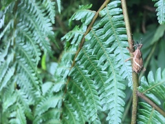 Cryptoderma formosense