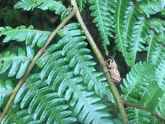 Cryptoderma formosense