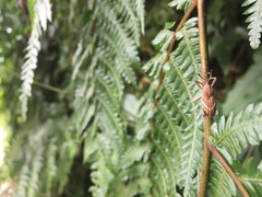 Cryptoderma formosense