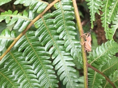 Cryptoderma formosense
