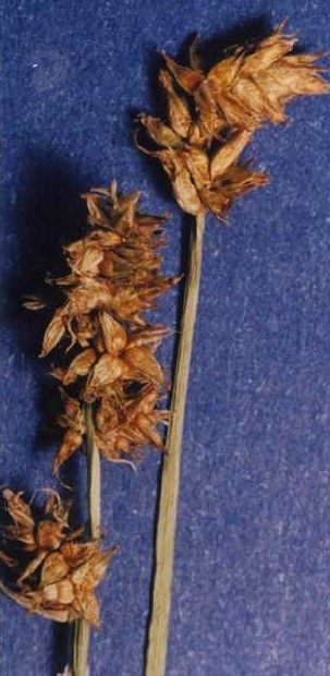 Carex nervina