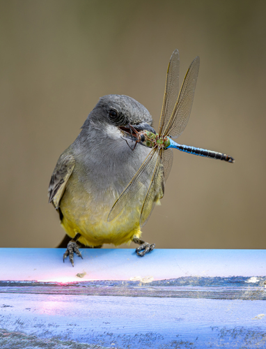 Cassin's Kingbird, Cardiff, Encinitas, CA 92007, USA, photo 4 of 10