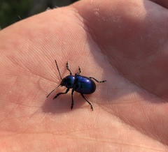 Chrysochus chinensis