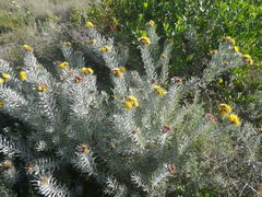 Leucospermum parile