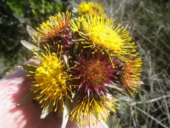 Leucospermum parile