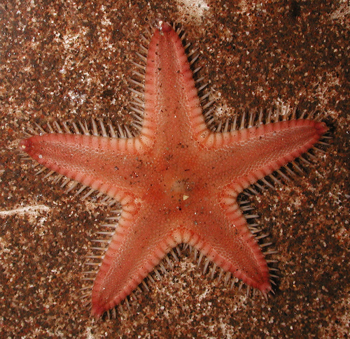 Astropecten hawaiiensis observed 2009-04-16
