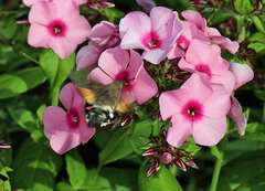 Macroglossum stellatarum