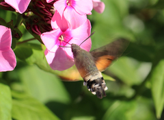 Macroglossum stellatarum