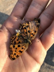 Polygonia c-aureum