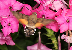 Macroglossum stellatarum