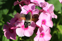 Macroglossum stellatarum